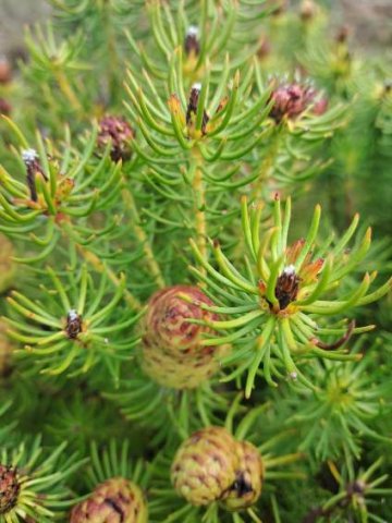 Leucadendron teretifolium